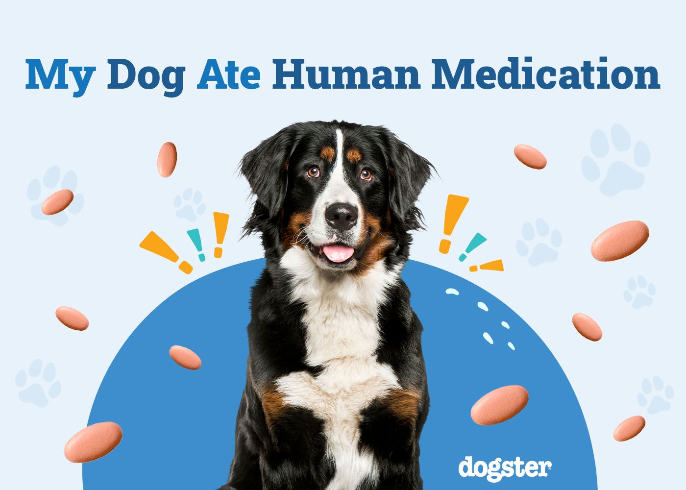 My Dog Ate Human Medication: Our Vet's Advice on What to Do