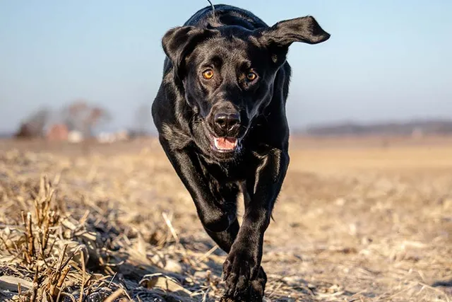 Lab Rottweiler Mix Dog Breed Guide: Info, Pictures & Care
