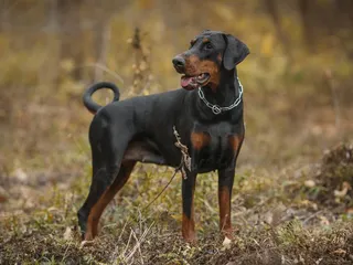 Are Dobermans More Protective than Other Dogs? Vet-Verified Facts & FAQ