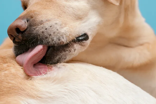 Why Is My Dog Licking Themselves So Much? 10 Vet-Verified Causes