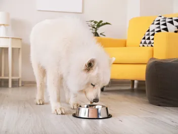 Do Dogs Need Carbohydrates? Vet Approved Facts & Advice