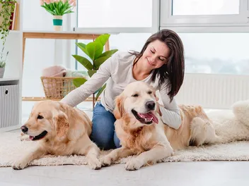 How Much Does Dog Sitting & Boarding Cost in Australia? 2026 Price Guide