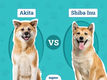 Akita vs Shiba Inu: Differences Explained (With Pictures)