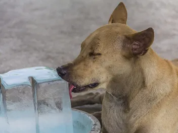 Can Dogs Get Brain Freeze? Vet-Verified Facts & FAQ