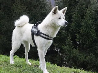 15 Surprising Dog Jobs Through History: Unusual Canine Careers