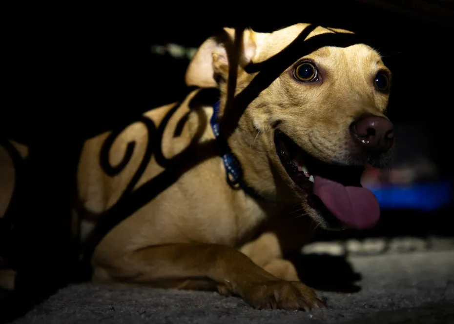 Scared, stressed, panting dog under the table