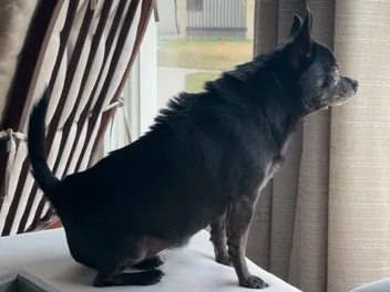 Guard Dog in Disguise: A Chihuahua's Tale of Defense