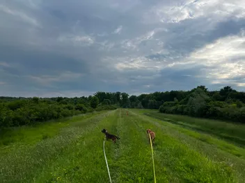 Walking Three Dogs on Leash: A Tale of Tangles