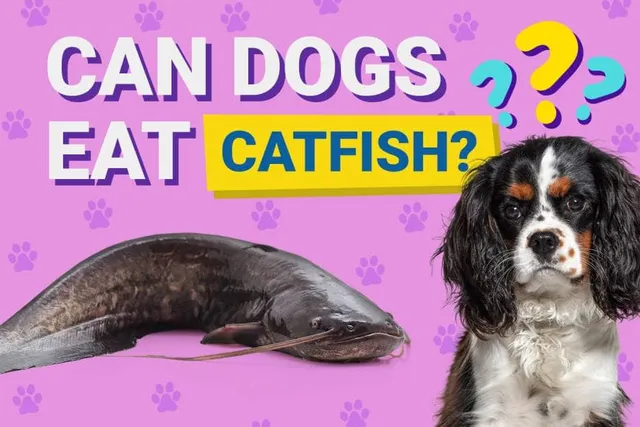 Can Dogs Eat Catfish? Vet-Verified Nutrition Info & FAQ