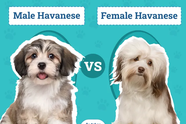Male vs Female Havanese: What’s the Difference? (With Pictures)