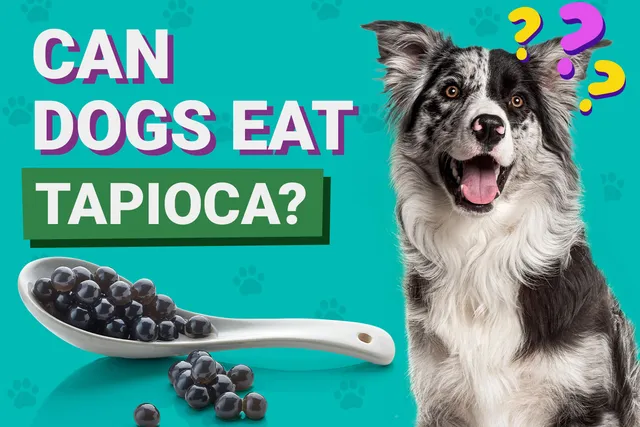 Can Dogs Eat Tapioca? Vet-Verified Facts, Pros & Cons