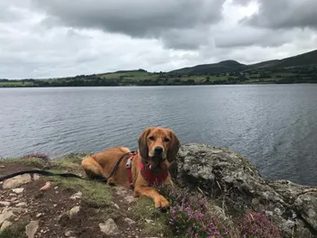 Long Leads and Dogs: How Not to Break a Bone