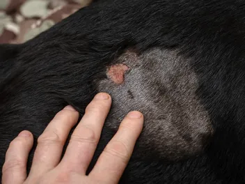 Can I Treat My Dog’s Abscess at Home? Our Vet Explains