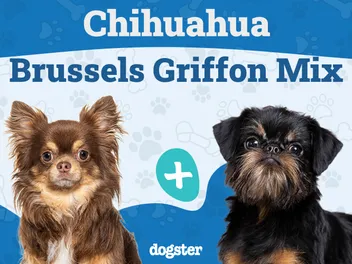 Chussel (Chihuahua & Brussels Griffon Mix): Info, Pictures, Care & More