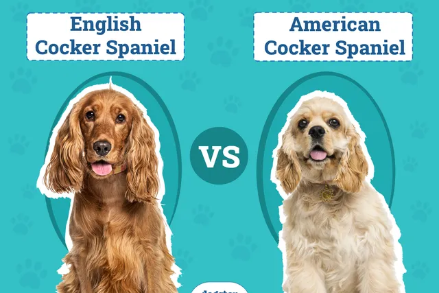 English vs American Cocker Spaniel: Key Differences (With Pictures)