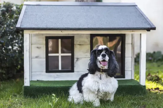 How to Train a Dog to Use Their Dog House: 4 Vet-Approved Tips