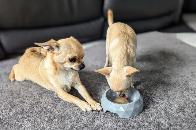 Don't Be a Slave to Doggy Mealtimes: Why Flexible Routines Can Work