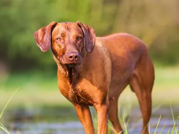 Do Rhodesian Ridgebacks Like Water? Tips, Facts & FAQ