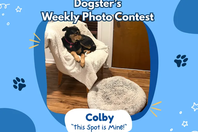 Dogster’s Weekly Photo Contest Winners: This Spot is Mine! (February 26, 2026)
