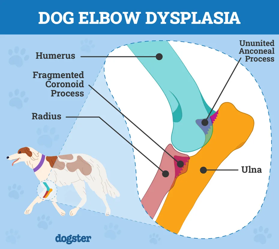 Dog Elbow Dysplasia