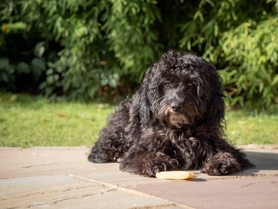 black cockapoo puppy lying down in a garden