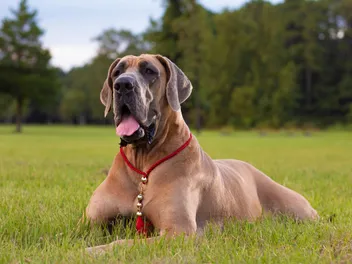 Is a Great Dane a Good Family Dog? (Breed Facts & Characteristics)