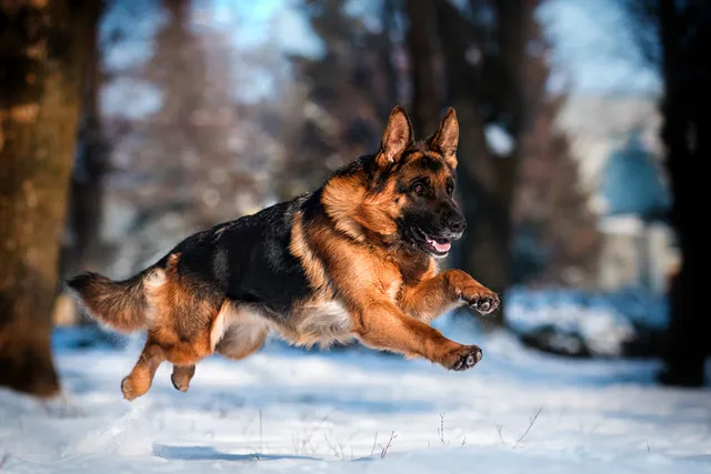 Why Are German Shepherds Police Dogs? 7 Traits That Make Them Perfect for the Job
