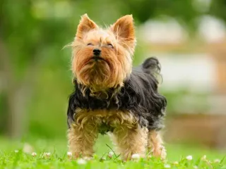 National Yorkie Day 2026: When Is It & How to Celebrate