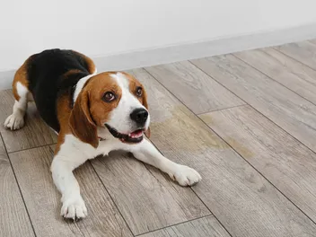 Why Is My Puppy Incontinent? Vet-Reviewed Canine Health Facts