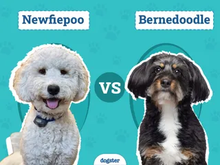 Newfiepoo vs Bernedoodle: Differences Explained (With Pictures)