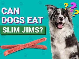 Can Dogs Eat Slim Jims? Vet-Verified Nutrition Info & Risks