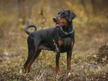 Are Dobermans More Protective than Other Dogs? Vet-Verified Facts & FAQ
