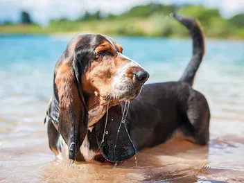 How Well Can a Basset Hound Swim? Vet-Reviewed Facts & Training Methods