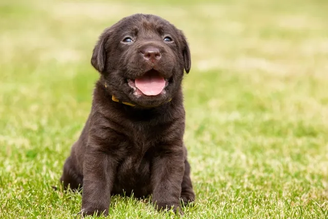 When Do Puppies Start Barking? Vet-Reviewed Facts & Tips