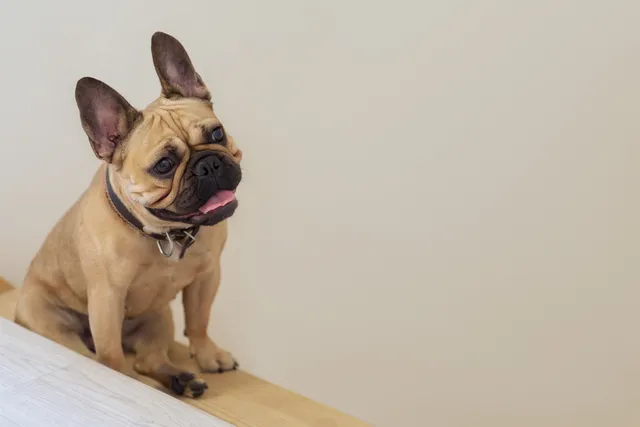 Can French Bulldogs Go Up & Down Stairs? Our Vet Answers
