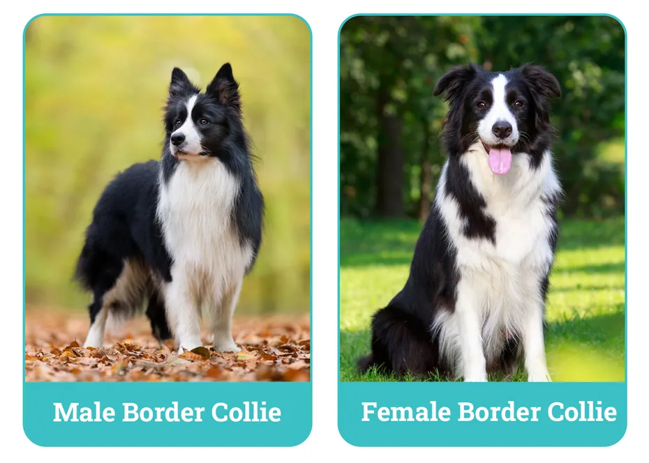 Male vs Female Border Collies