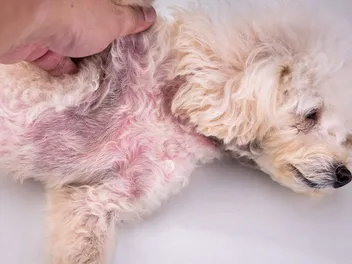Yeast Infection in Dogs: Causes, Signs & Treatment (Vet Answer)