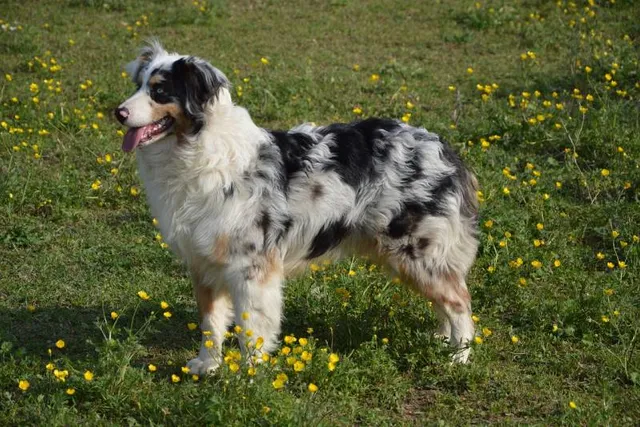 How to Groom an Australian Shepherd:  Vet-Approved Tips, Tricks & FAQs
