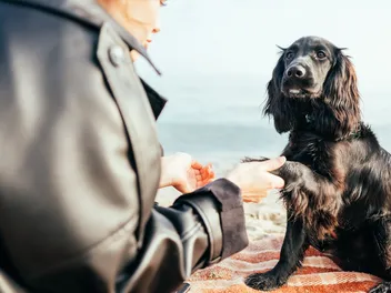 10 Cocker Spaniel Grooming Tips (With Pictures)