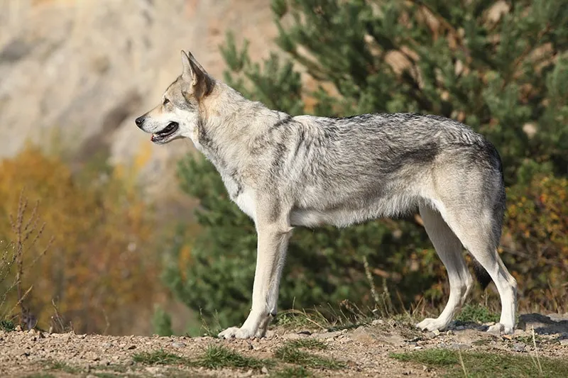 Saarloos Wolfdog on the mountain