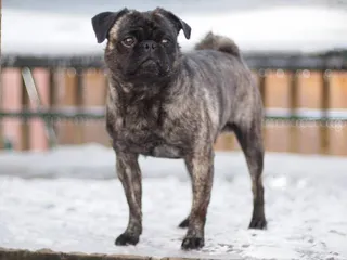 Brindle Pug: Info, Pictures, Origin & History