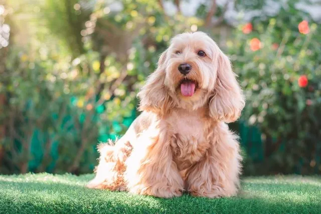 Do Cockapoos Bark More Than Other Breeds? Facts & Tips to Stop It