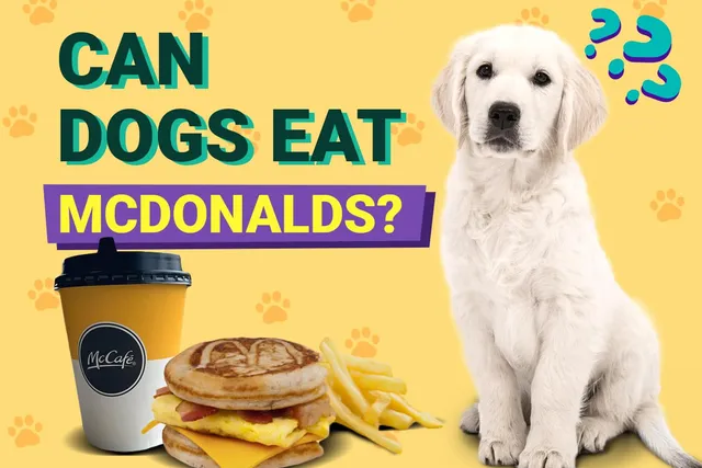 Can Dogs Eat McDonald’s? Vet-Approved Health Risks & FAQ