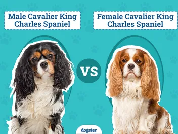 Male vs Female Cavalier King Charles Spaniels: The Differences (With Pictures)