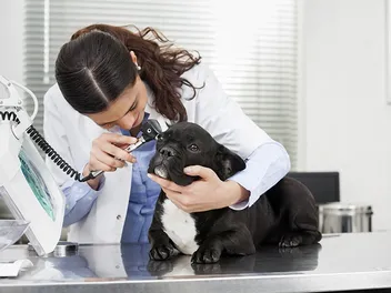 French Bulldog Ear Infections: Signs, Causes & Vet-Approved Care Guide