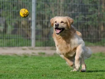 What & When Is National Fetch Day? (2026 Update)