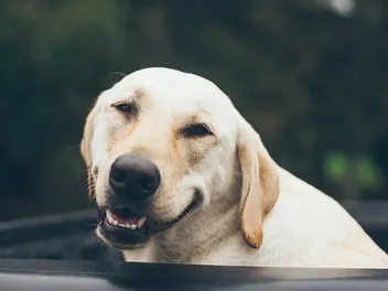 84 Hilarious Dog Jokes for Kids: Wholesome Fun for the Entire Family