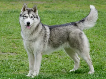 Siberian Husky Dog Breed: Info, Pictures, Care Guide & More
