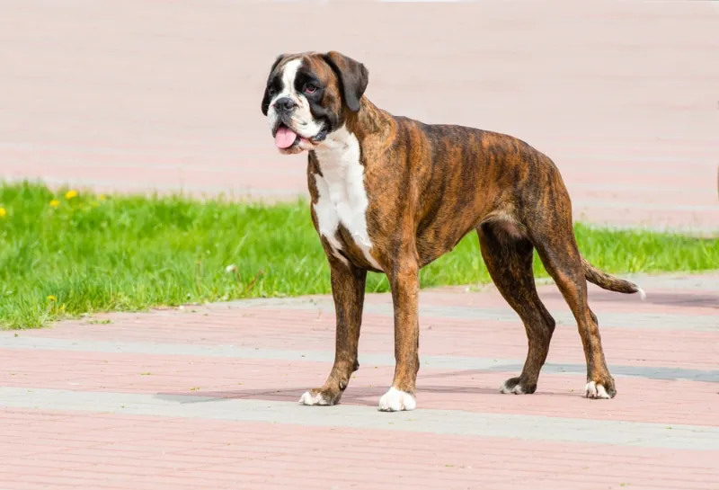 brindle boxer dog standing outdoor