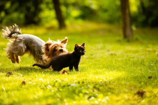 Why Do Dogs Chase Cats? 4 Vet-Verified Reasons & How to Stop It